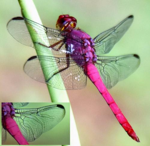 Orthemis discolor